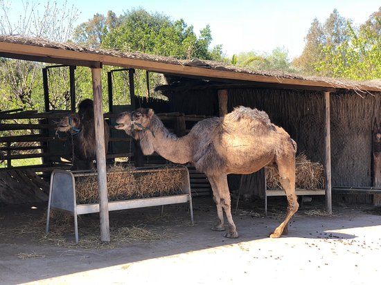 La Pequena Africa Animal Reserve