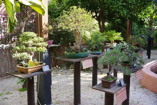 el Jardín-Museo del Bonsái