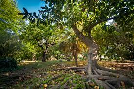 Parque de las Acacias de Algeciras