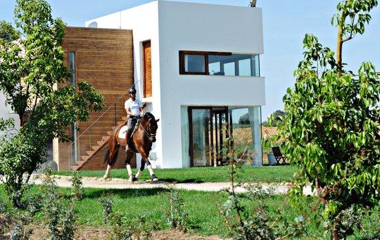 Ronda Dressage