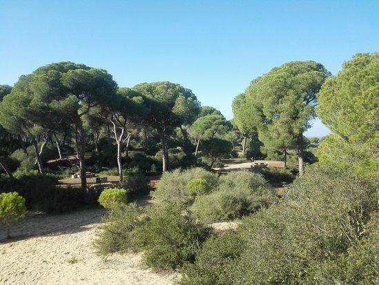 Pinar de la Algaida