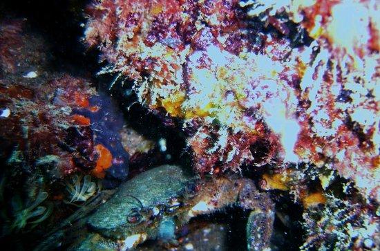 Oceanus Cadiz