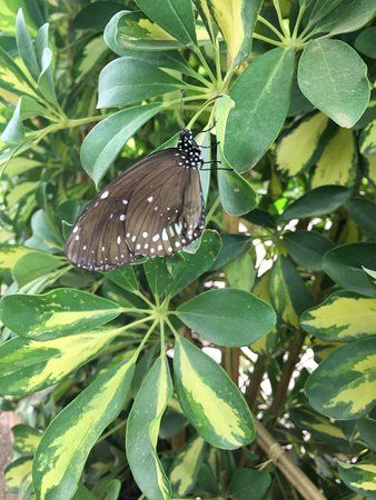 Mariposario de Nijar S.L