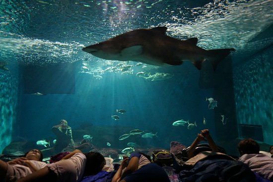 Acuario Sevilla